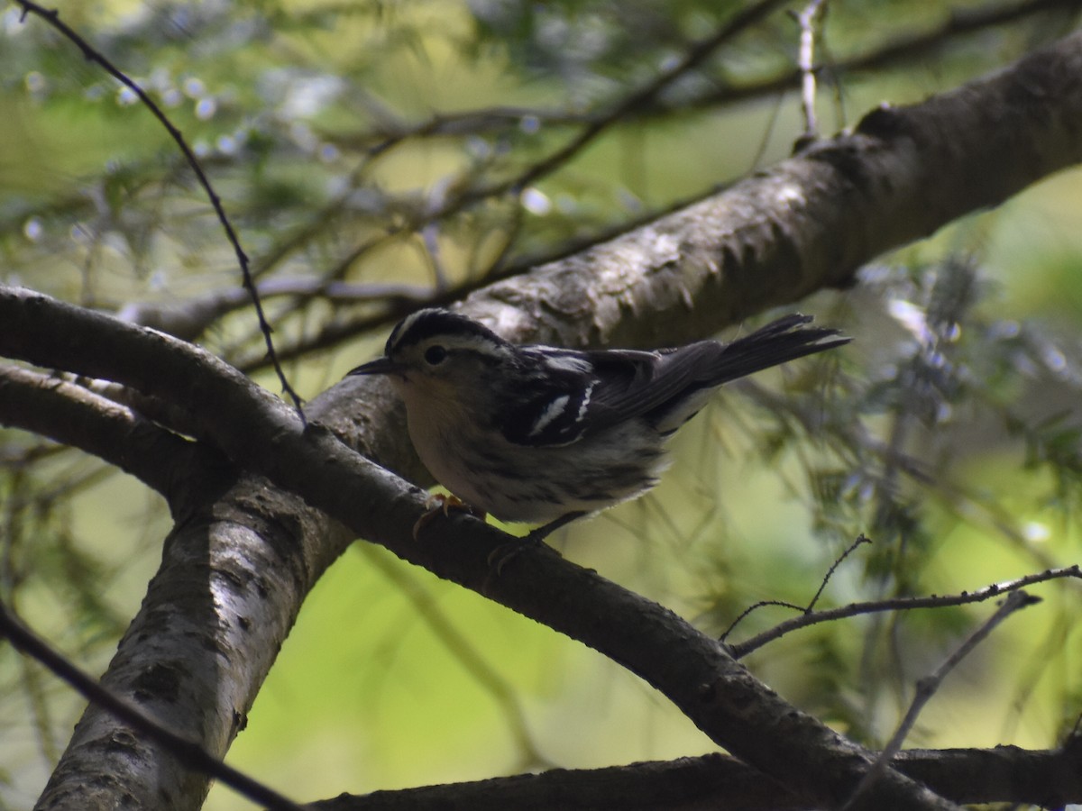 Black-and-white Warbler - C Liazos
