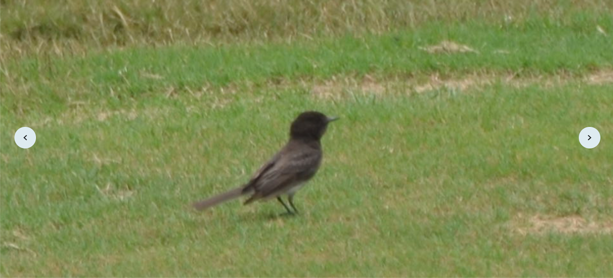 Black Phoebe - ML618995671