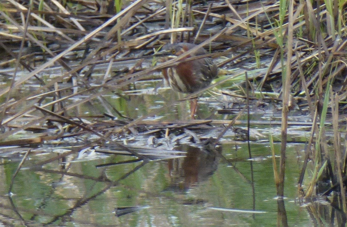 Green Heron - ML618995695