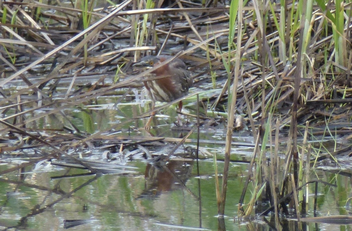 Green Heron - ML618995696