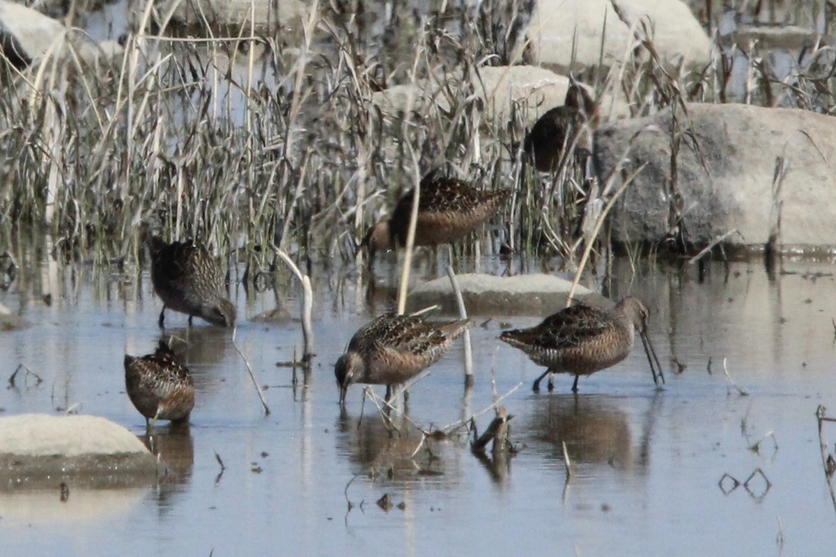 Long-billed Dowitcher - Quinn Desilets