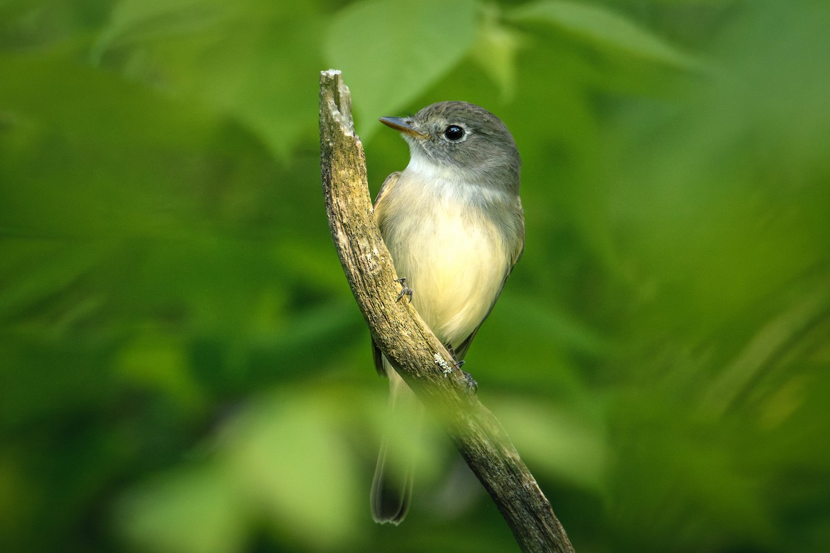 Least Flycatcher - ML618995736