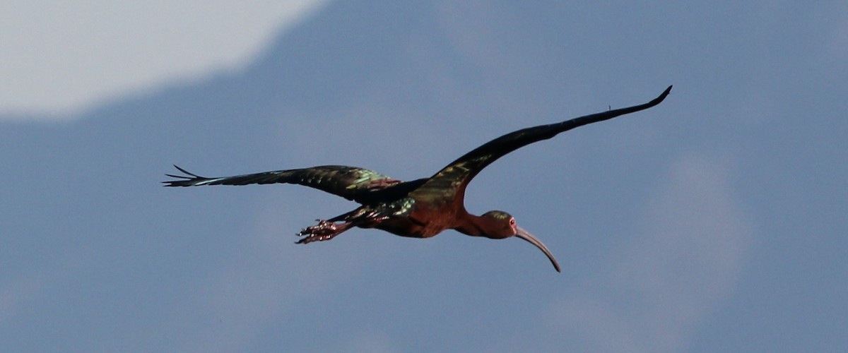 White-faced Ibis - Kayla  Bass