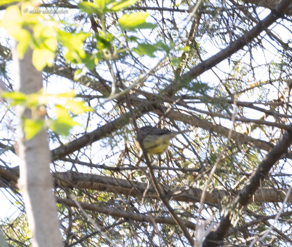 Kirtland's Warbler - Mike Waldhuber