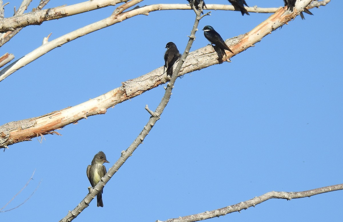 Olive-sided Flycatcher - Chris Dean