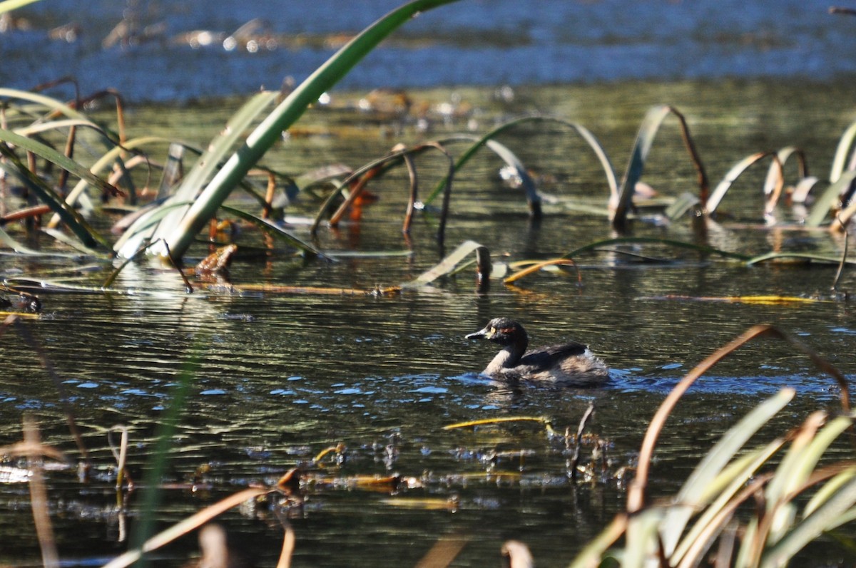 Australasian Grebe - Heidi Krajewsky