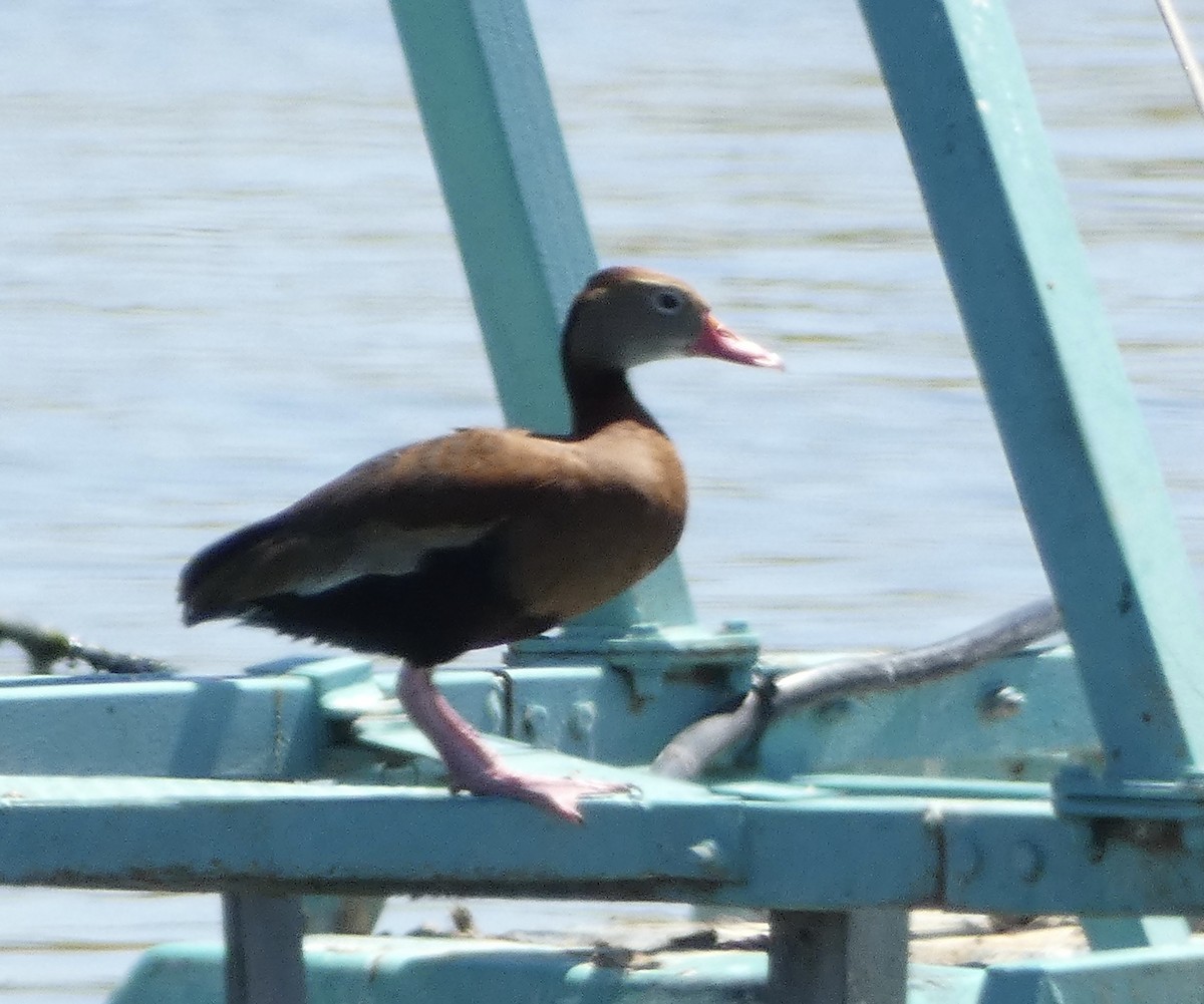 Black-bellied Whistling-Duck - Rob Selleck