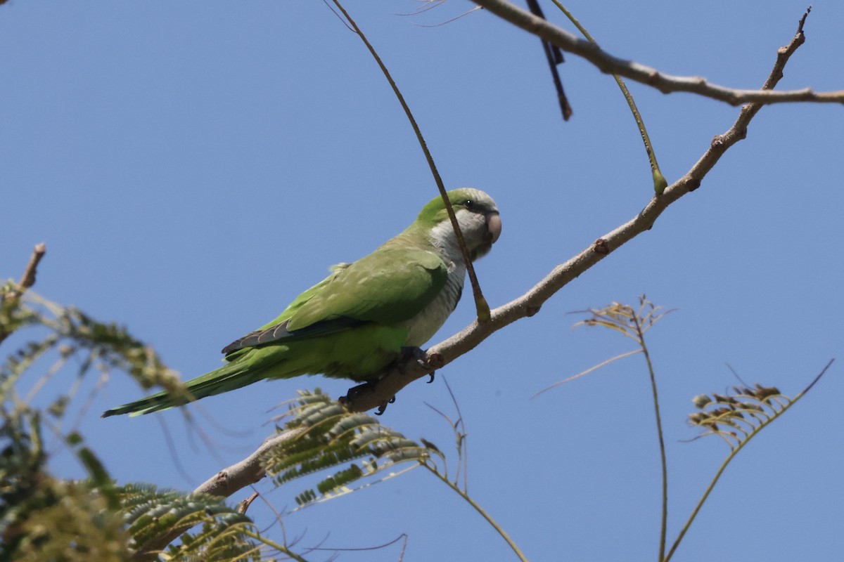 Monk Parakeet - ML618995765