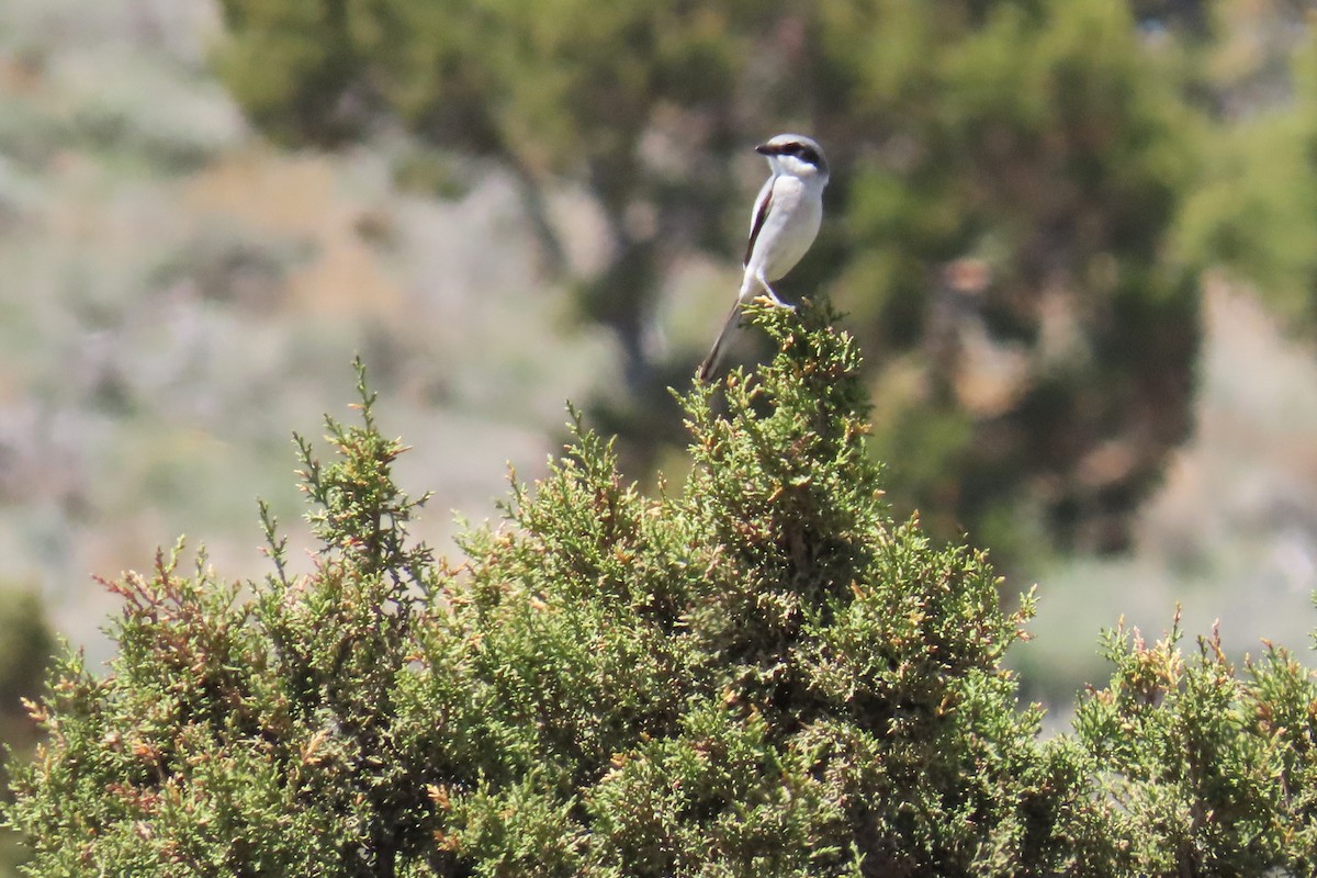 Loggerhead Shrike - ML618995790