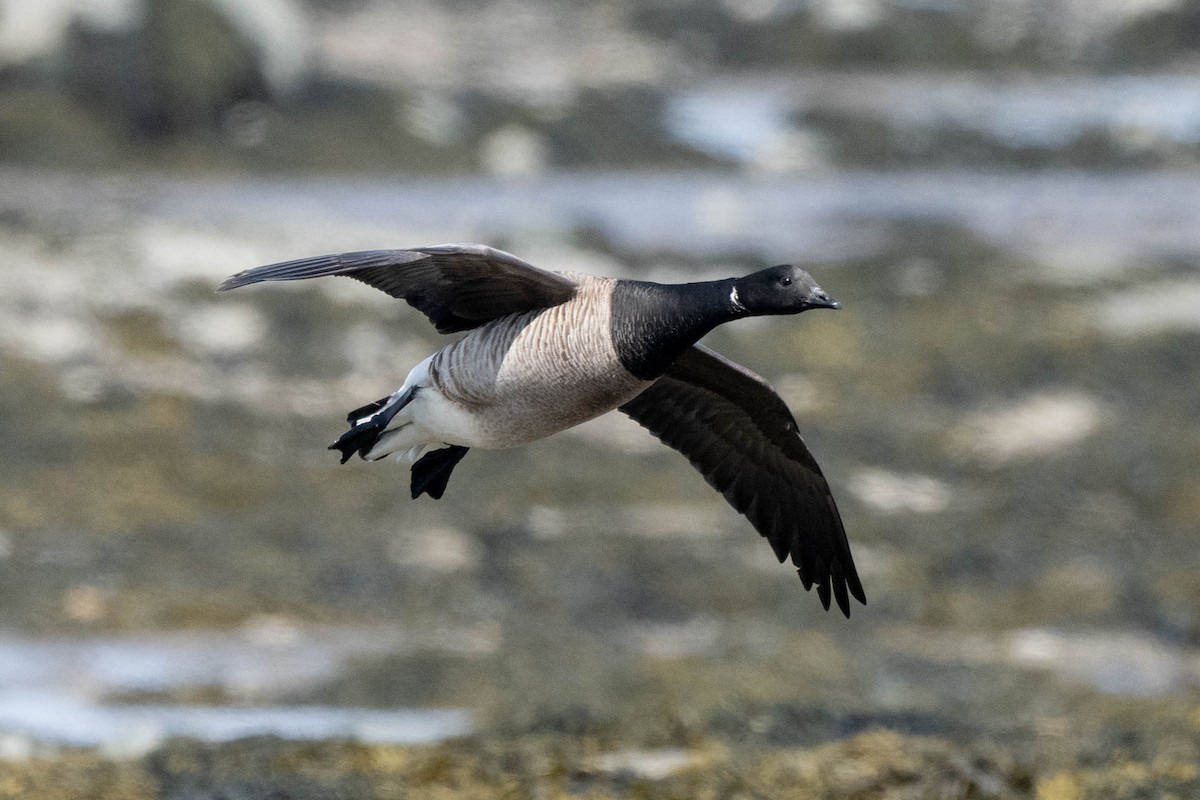 Brant - ML618995836