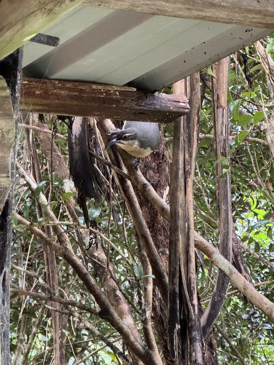 Victoria's Riflebird - ML618995845