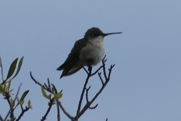 Ruby-throated Hummingbird - Vikas Madhav Nagarajan