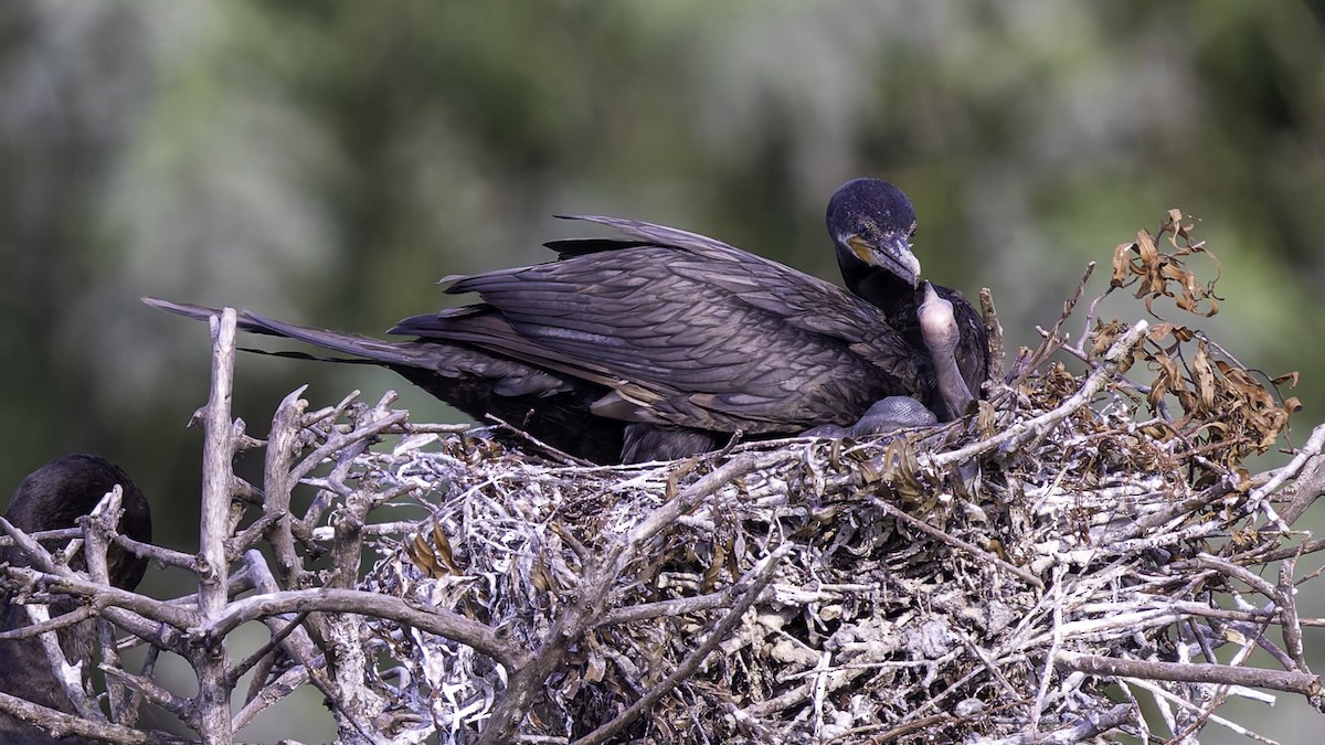 Neotropic Cormorant - ML618995901