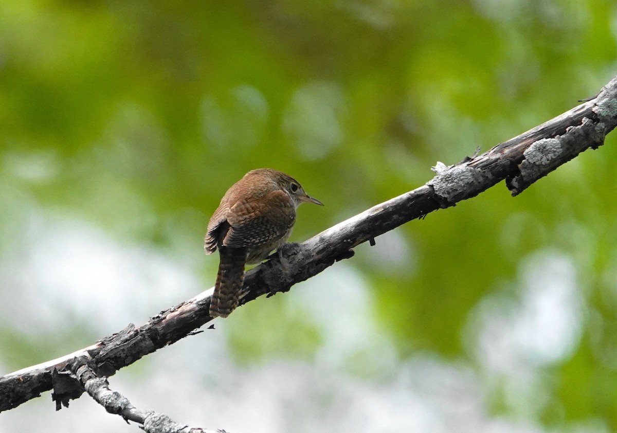 House Wren - ML618995902