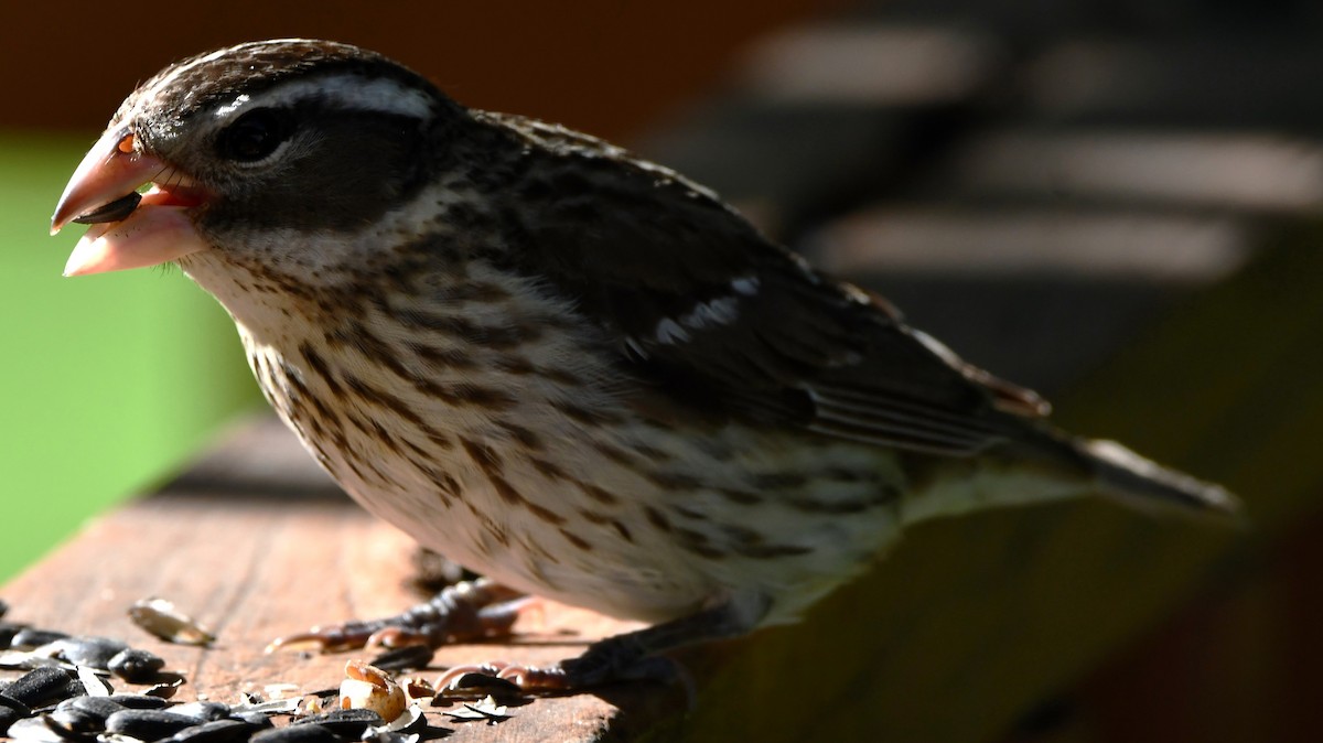 Rose-breasted Grosbeak - Gregory Hartman