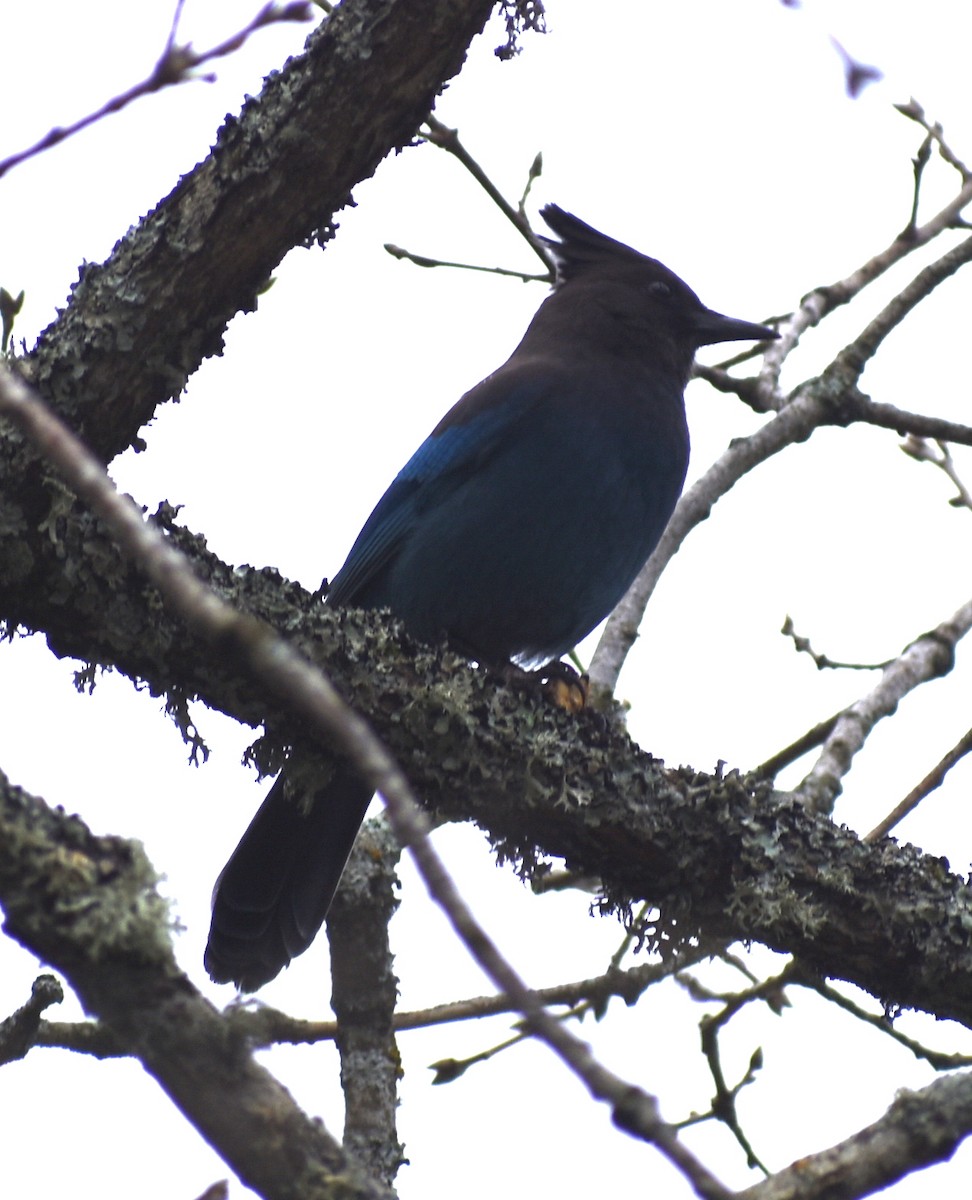 Steller's Jay - ML618995909