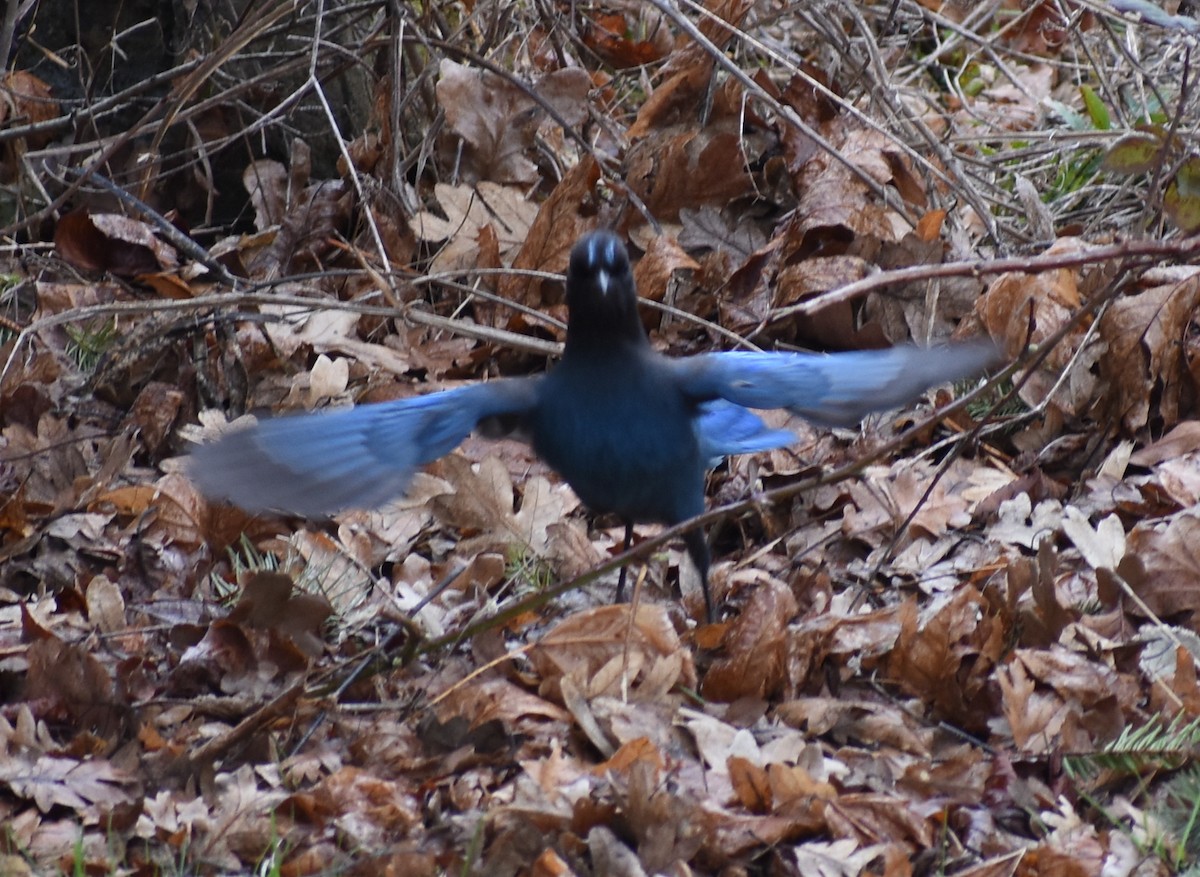 Steller's Jay - M. Rogers