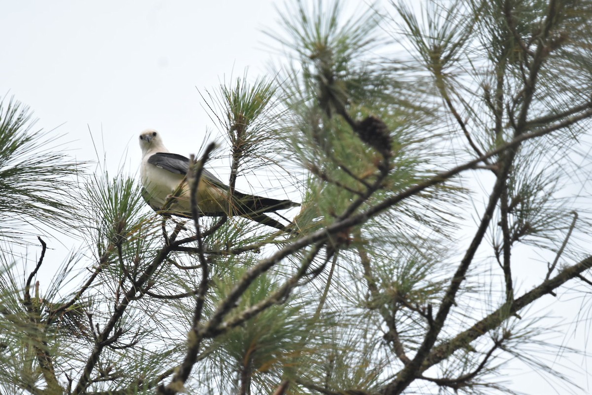 Swallow-tailed Kite - ML618995937