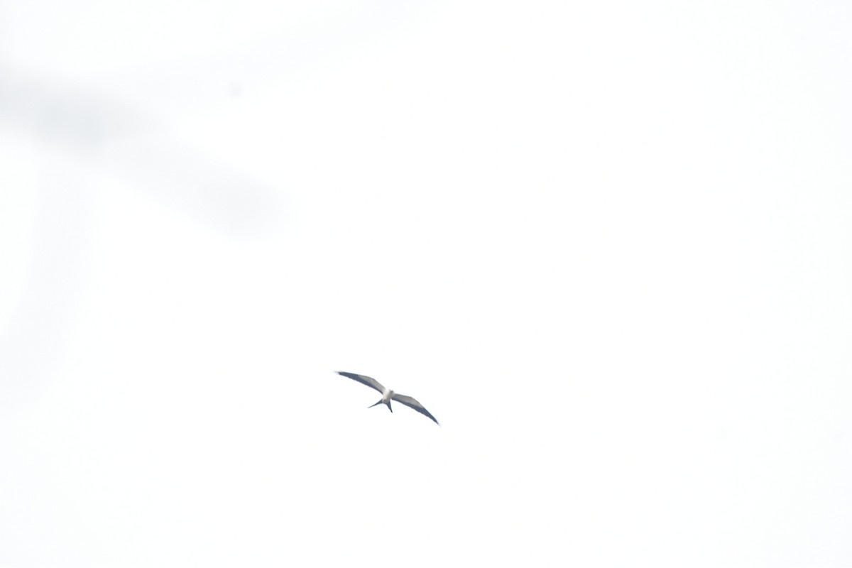 Swallow-tailed Kite - ML618995940