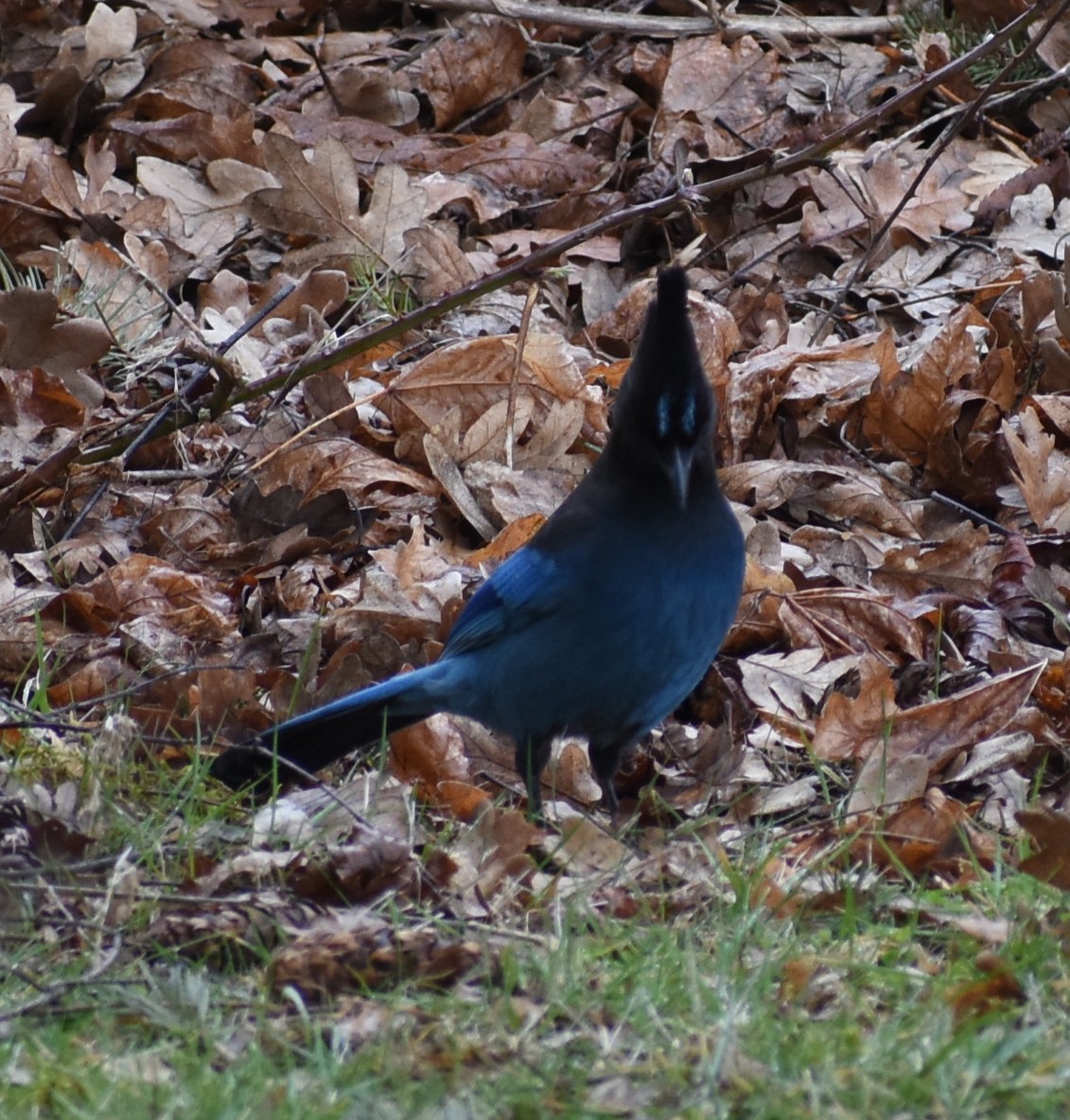 Steller's Jay - M. Rogers