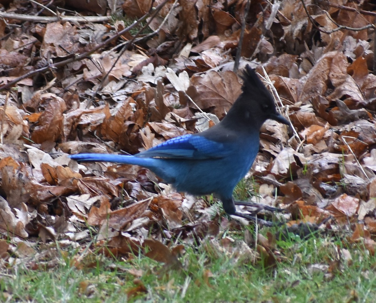 Steller's Jay - M. Rogers