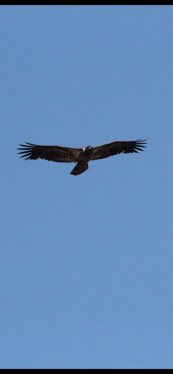 Bald Eagle - Greg Duncan