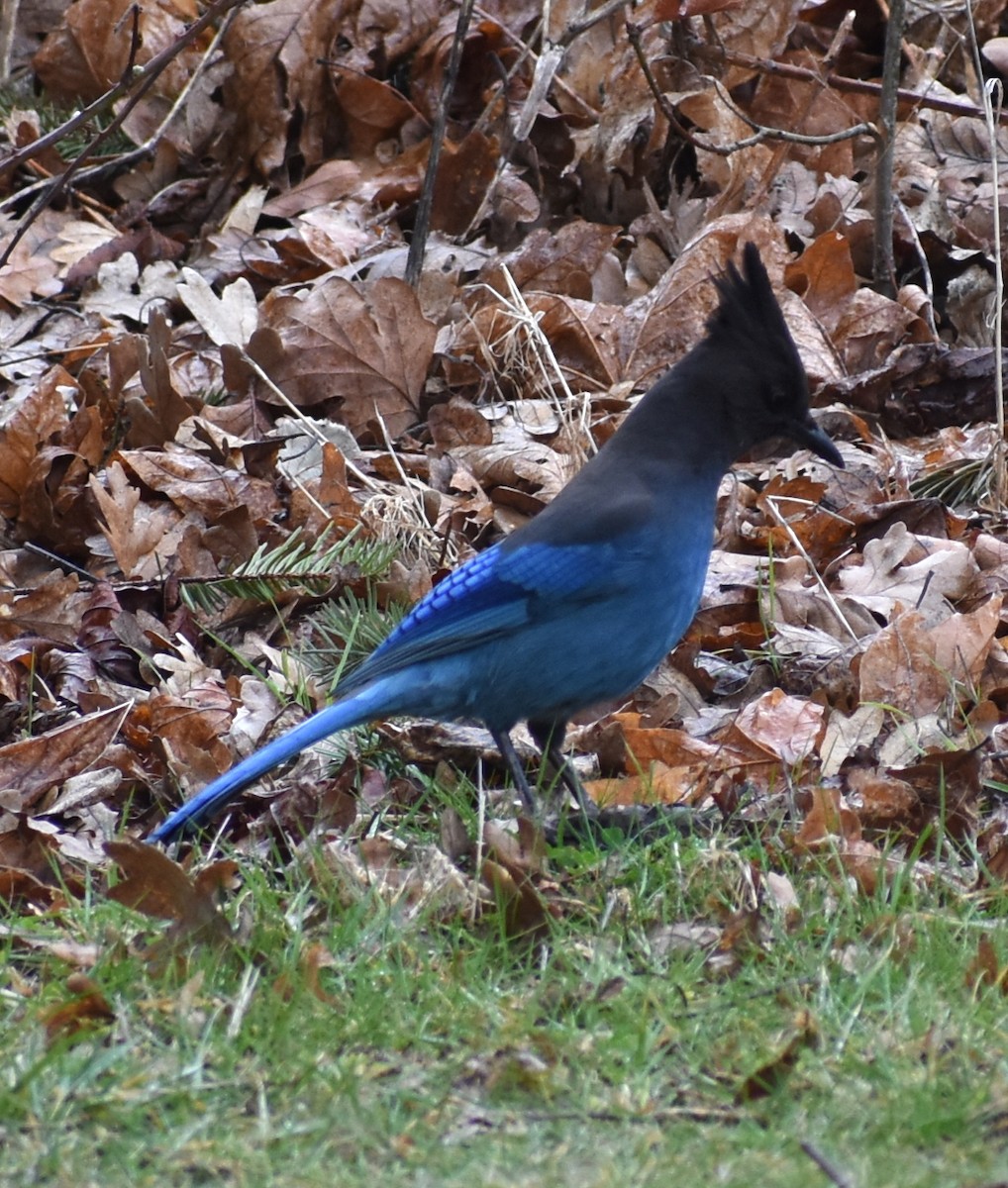 Steller's Jay - M. Rogers