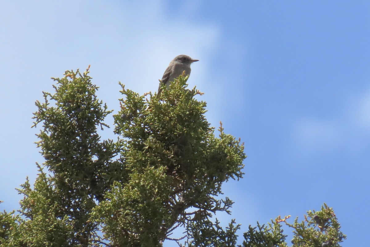 Gray Flycatcher - ML618995964