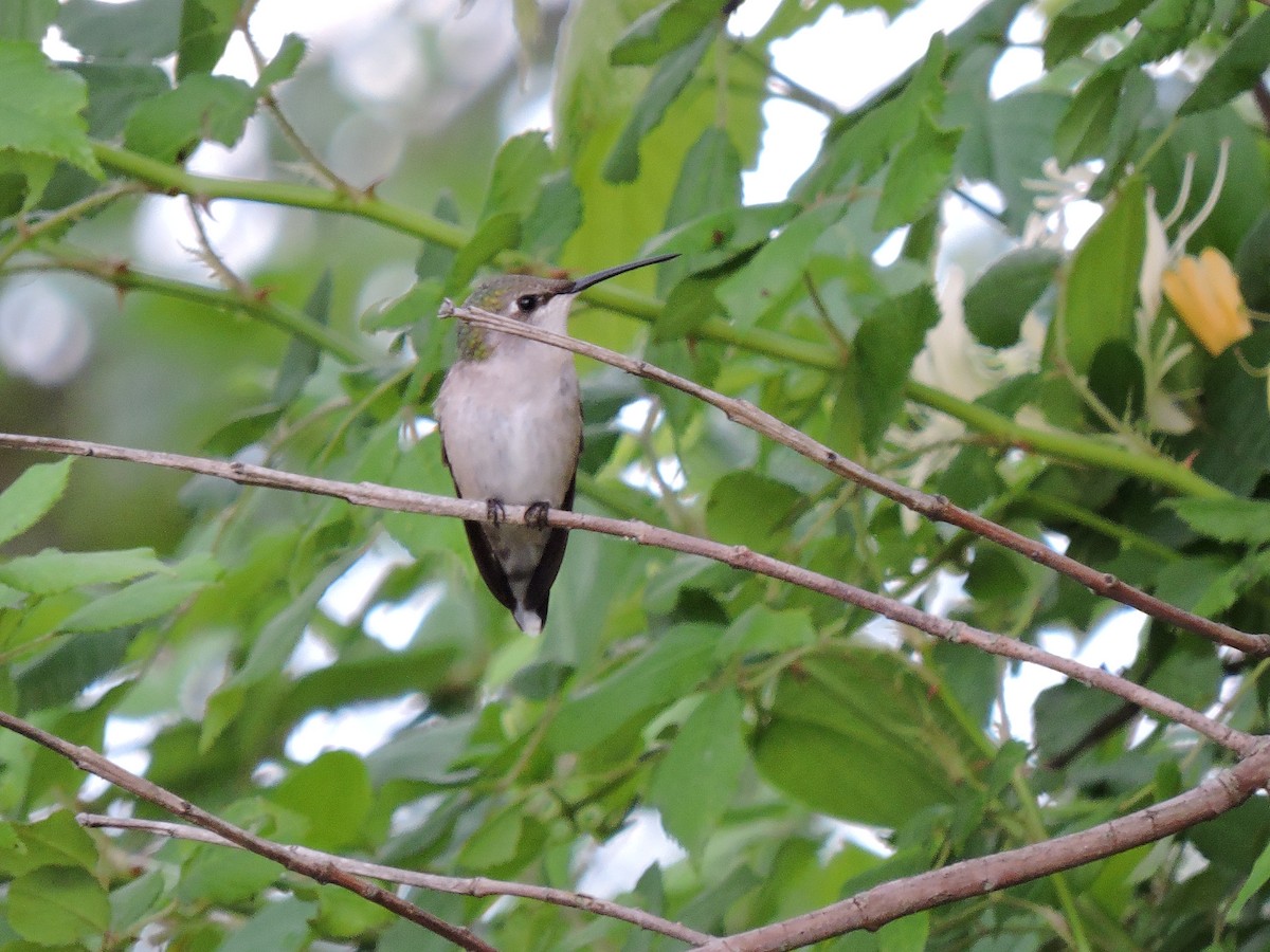 Ruby-throated Hummingbird - Brock Waggoner