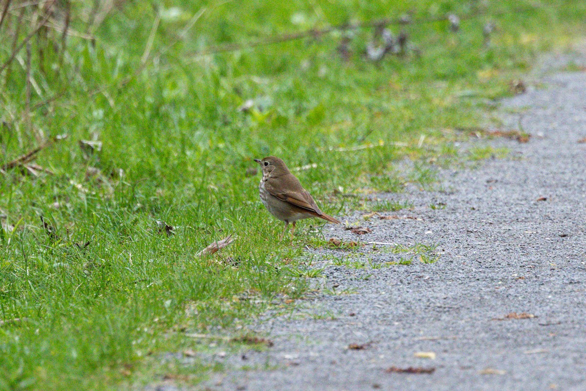 Hermit Thrush (faxoni/crymophilus) - ML618995979