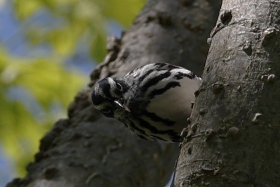 Black-and-white Warbler - ML618995998