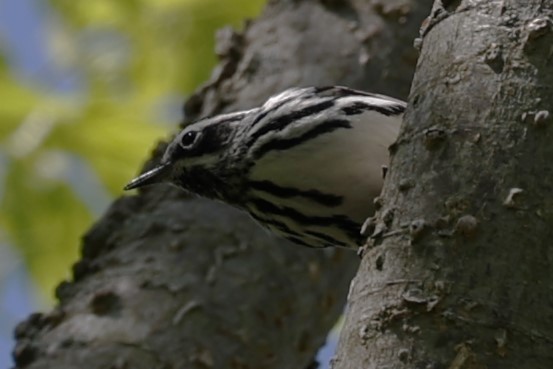 Black-and-white Warbler - ML618995999