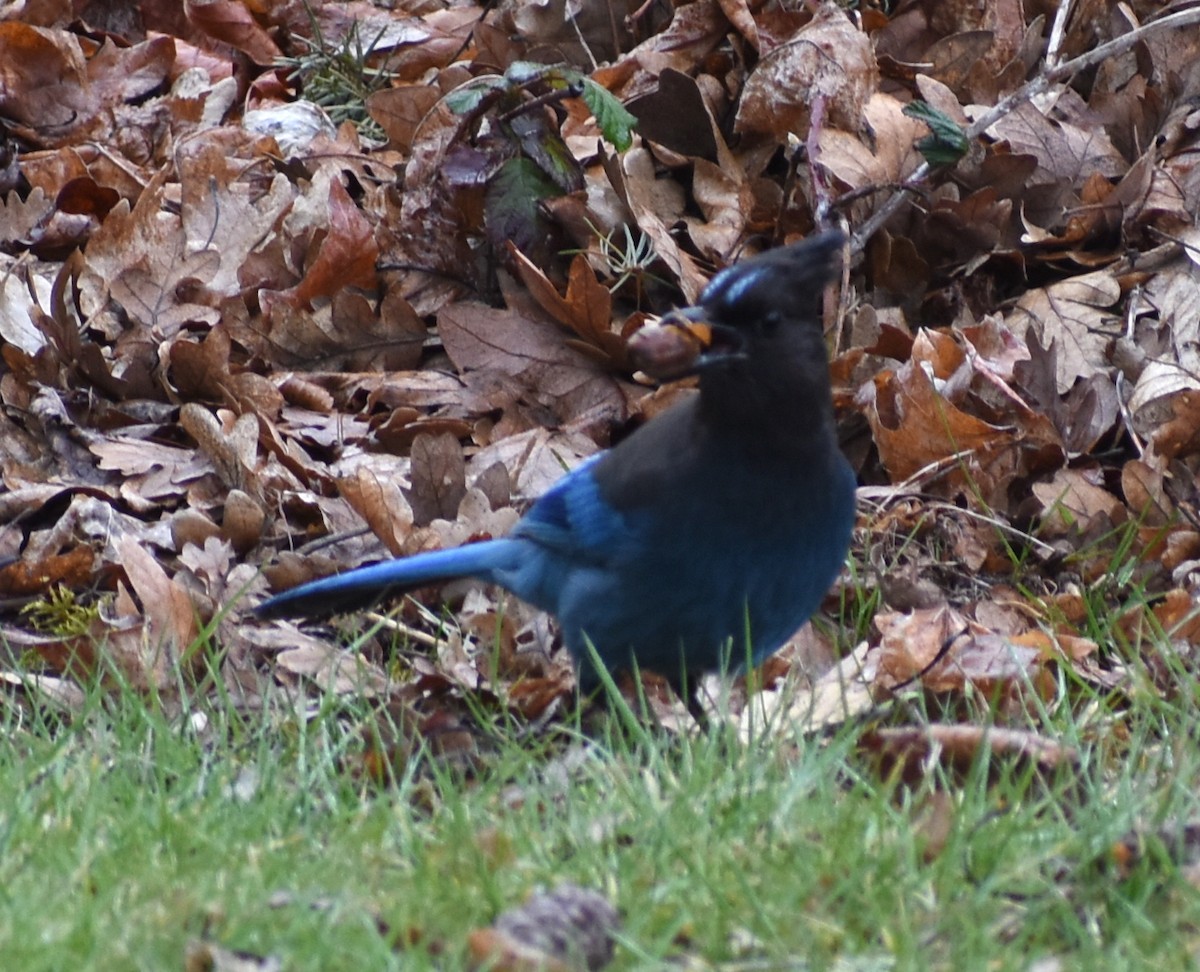 Steller's Jay - M. Rogers