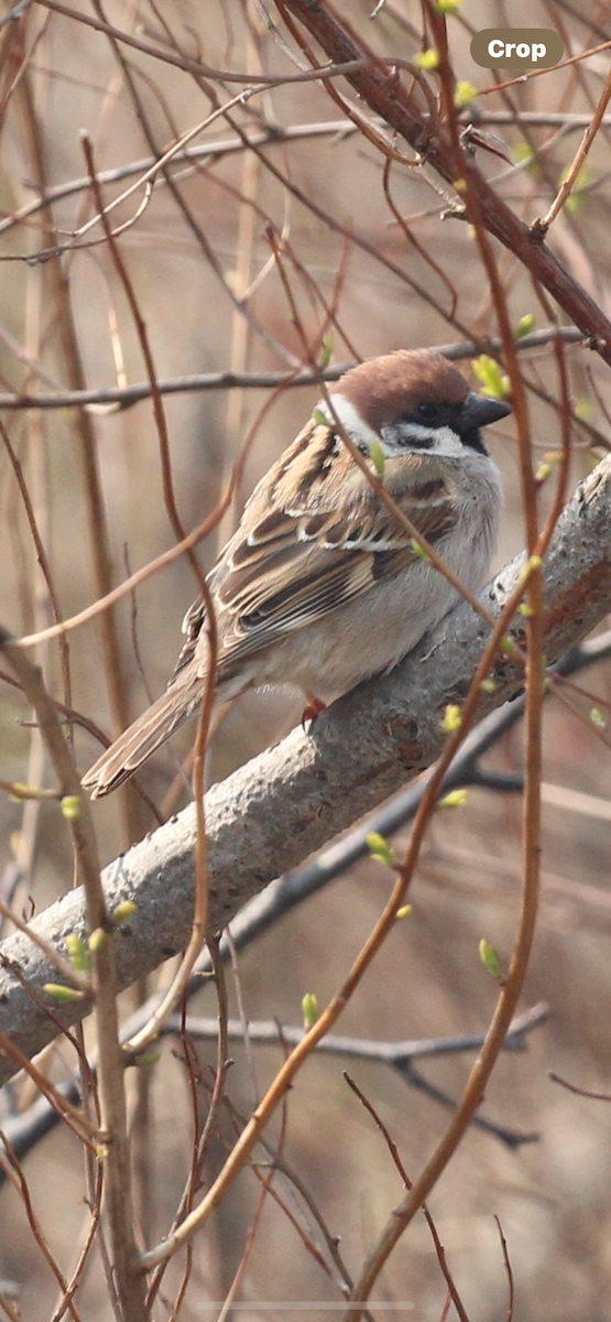 Eurasian Tree Sparrow - Greg Duncan