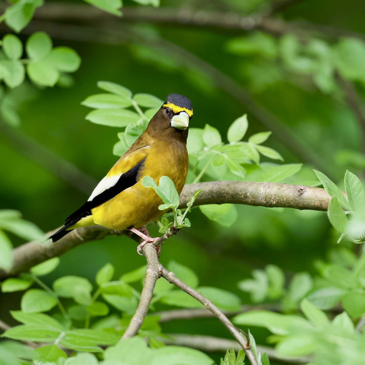 Evening Grosbeak - ML618996047