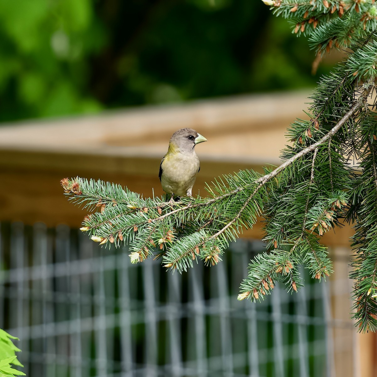 Evening Grosbeak - ML618996048