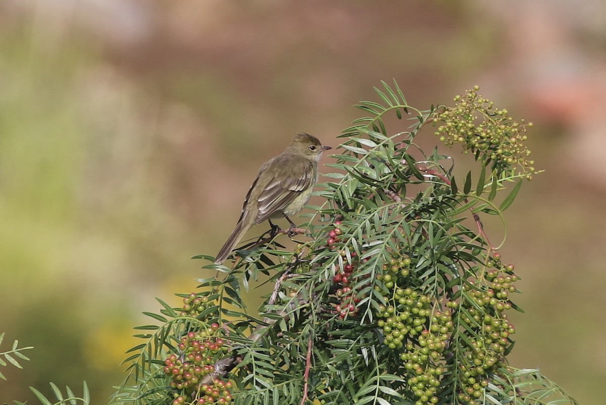 White-crested Elaenia - Henggang Cui