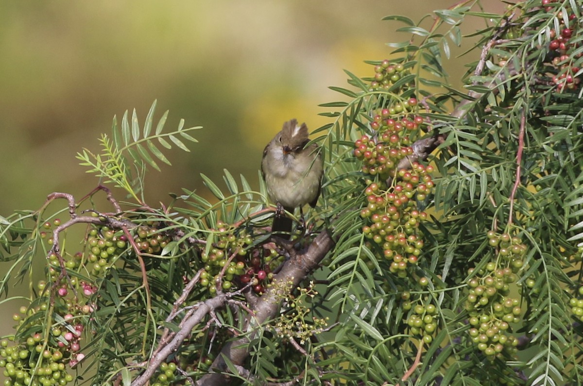 White-crested Elaenia - ML618996050