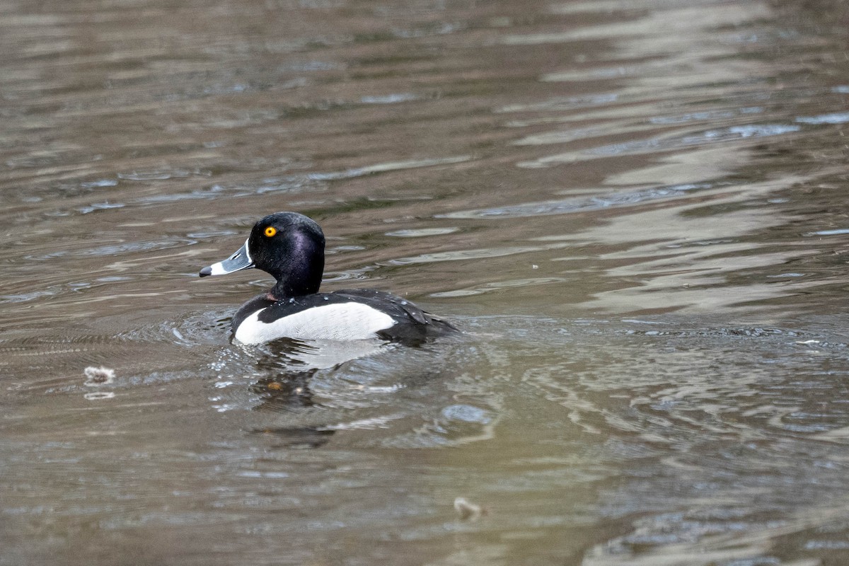 Ring-necked Duck - André Desrochers