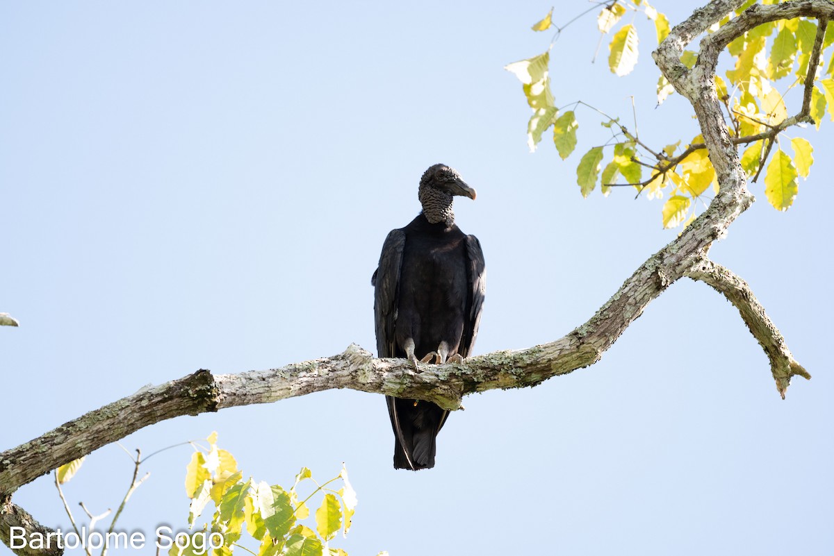 Black Vulture - Bartolome Soto
