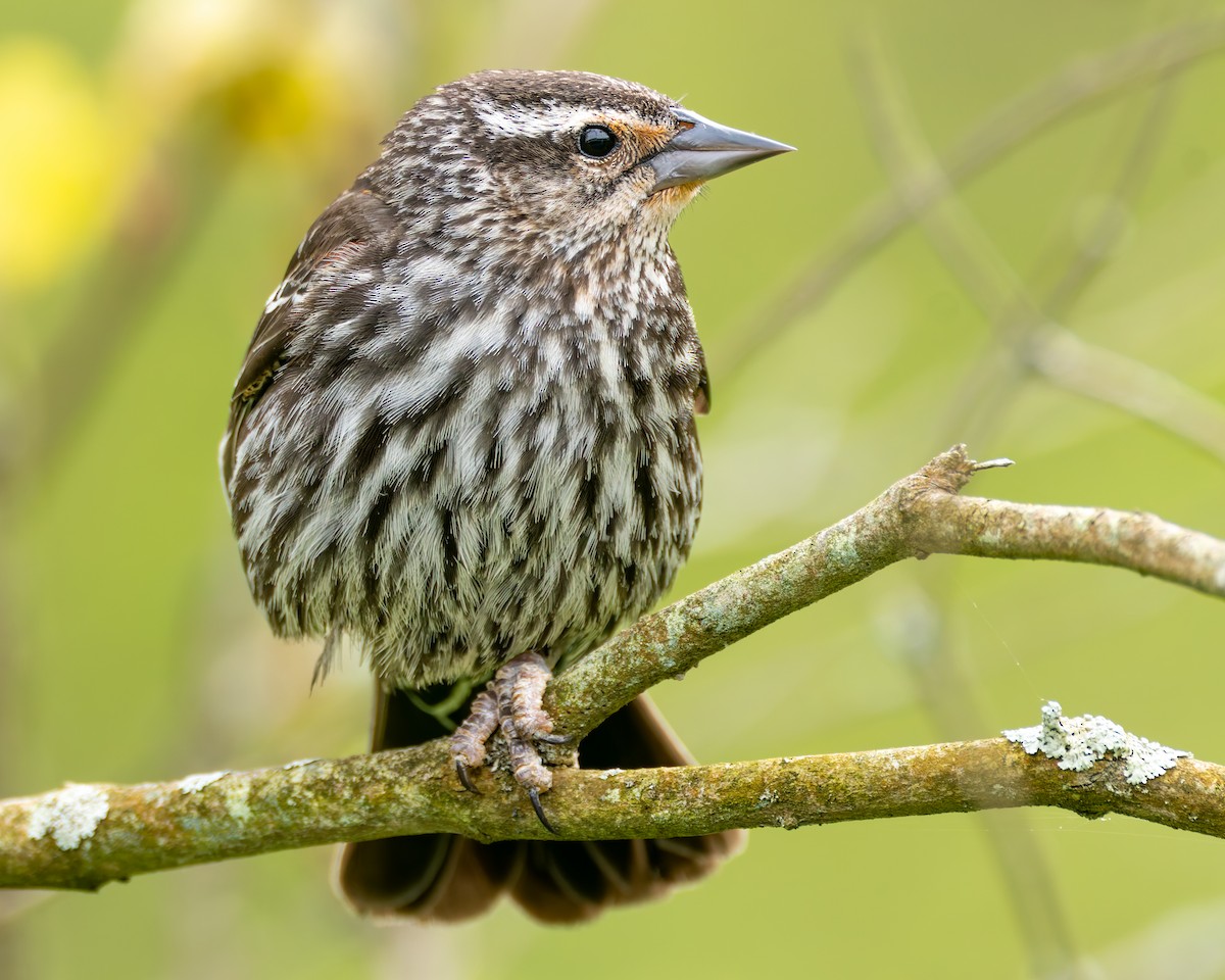 Red-winged Blackbird - Mark Sawyer