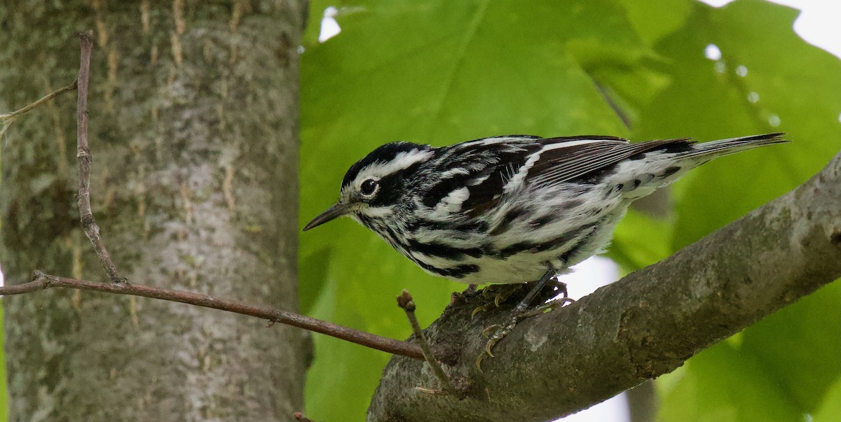 Black-and-white Warbler - ML618996154