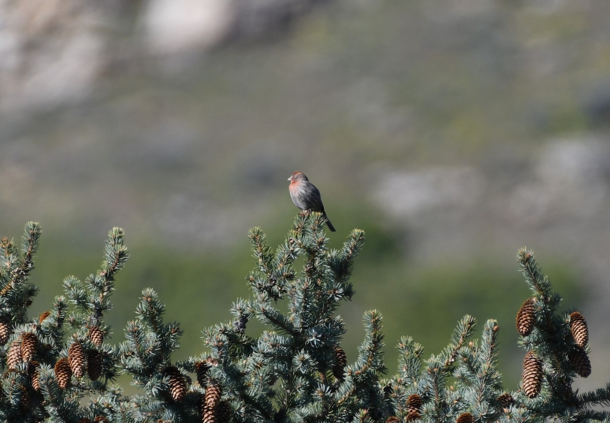 House Finch - ML618996158