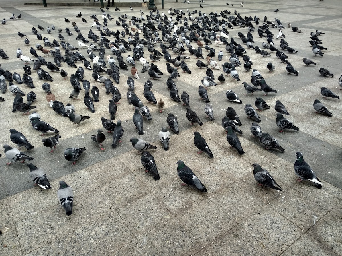 Rock Pigeon (Feral Pigeon) - Daniil Zemchenkov