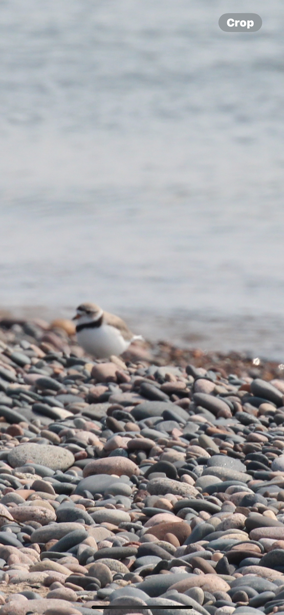 Piping Plover - Greg Duncan