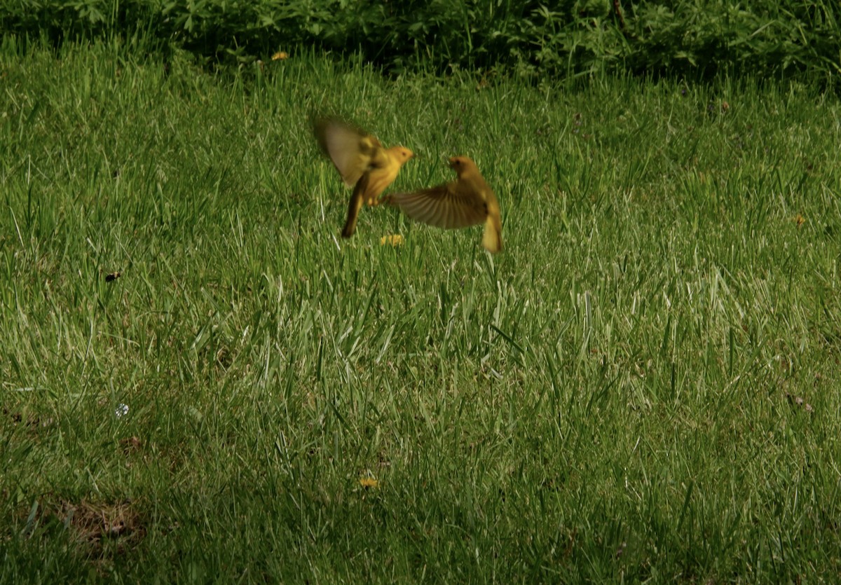 Yellow Warbler - Adrianne Knighton