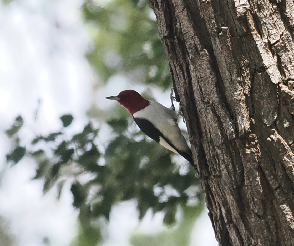 Red-headed Woodpecker - Bob Foehring