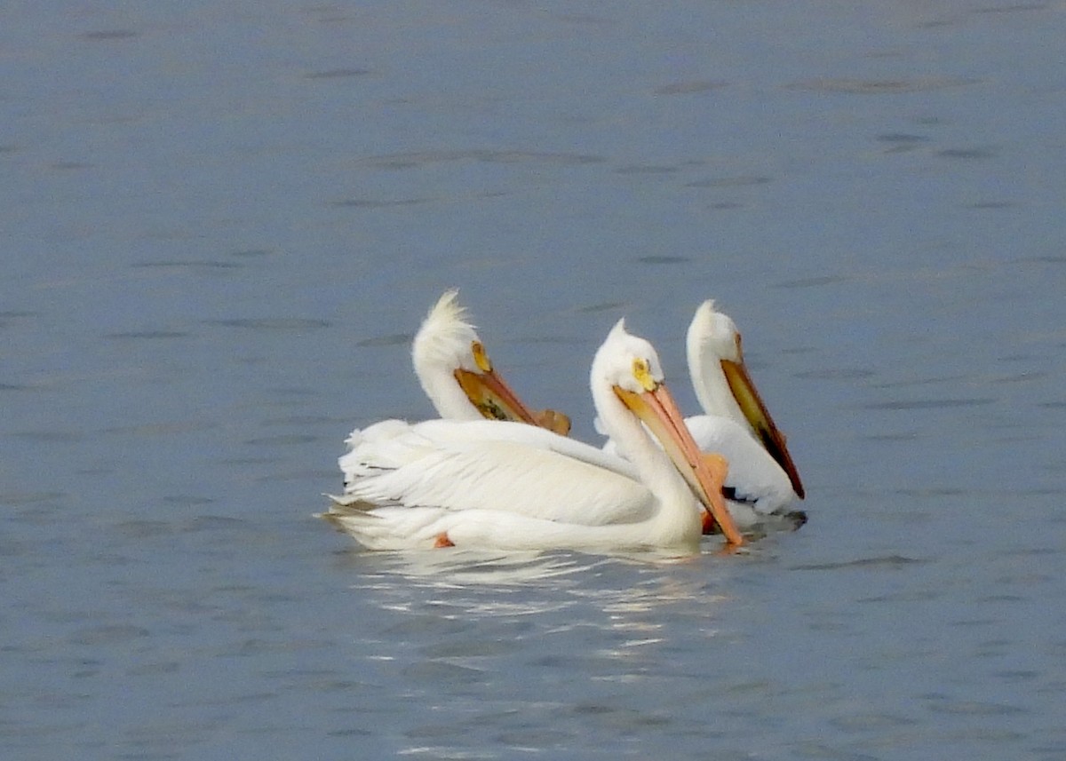 pelikán severoamerický - ML618996229