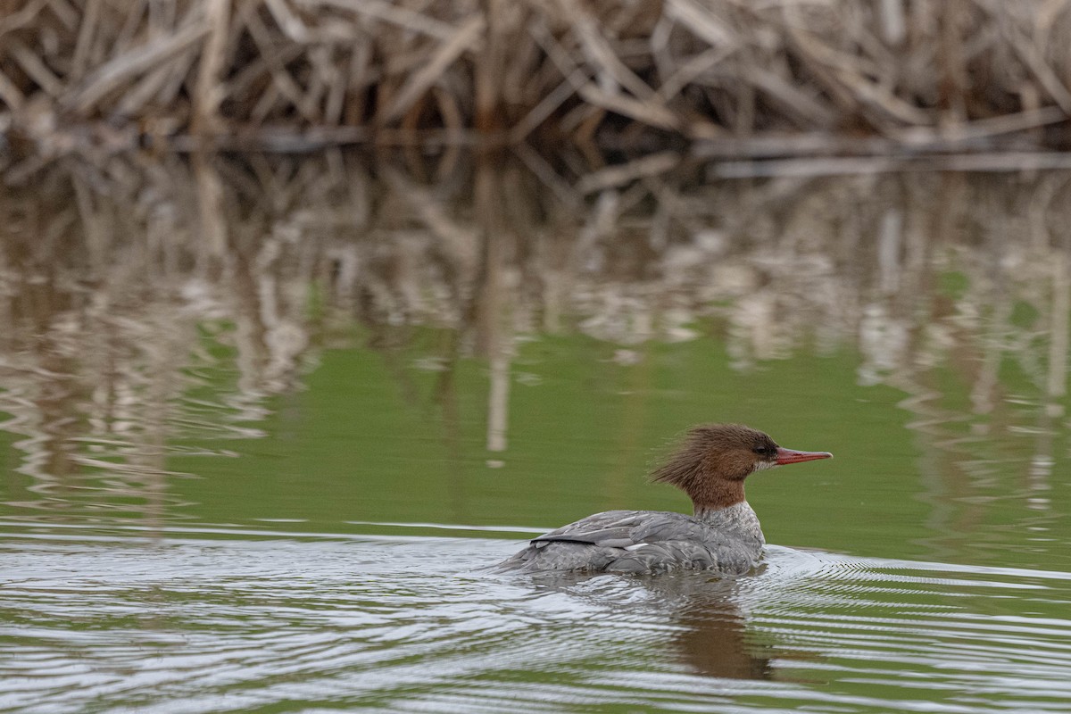 Common Merganser - André Desrochers