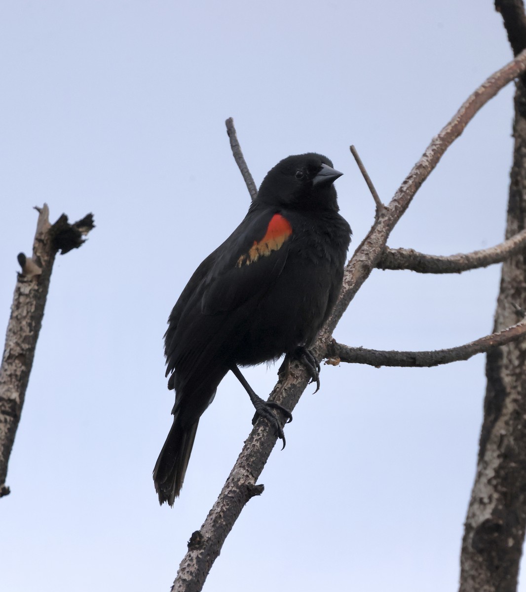 Red-shouldered Blackbird - Cheryl Rosenfeld